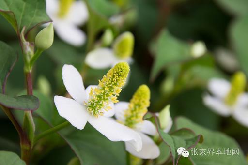折耳鱼磁力:鱼腥草为什么叫“折耳根”？