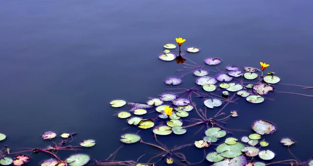 头条问答 - 「一叶浮萍归大海」这句话出自哪里?(2个回答)