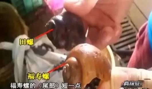 中国淡水螺的种类及图片大全:食用淡水螺的种类及图片大全 福寿螺能吃吗？和田螺有什么区别？