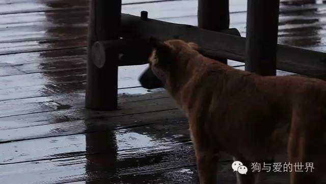 流浪狗和流浪猫精彩片段:为什么有那么多的流浪狗、流浪猫，却没见过流浪猪？