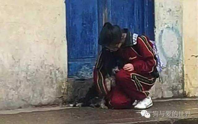 流浪狗和流浪猫精彩片段:为什么有那么多的流浪狗、流浪猫，却没见过流浪猪？