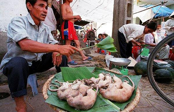 食人巨鼠:越南人为什么如此喜欢吃老鼠