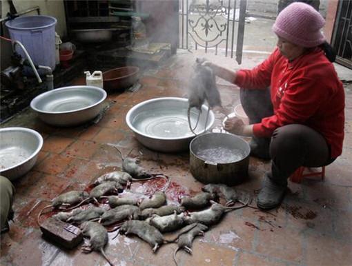 食人巨鼠:越南人为什么如此喜欢吃老鼠