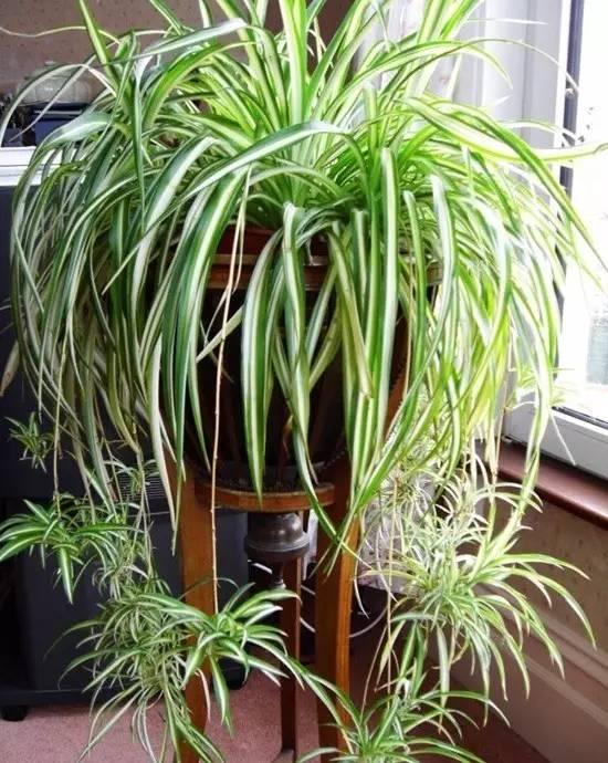 不需要阳光也能养的室内植物有哪些？