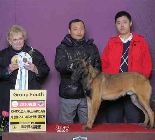 拉布拉多图片 警犬:最不适合做警犬的四种狗，二哈上榜情理之中，但土狗为何也上榜？