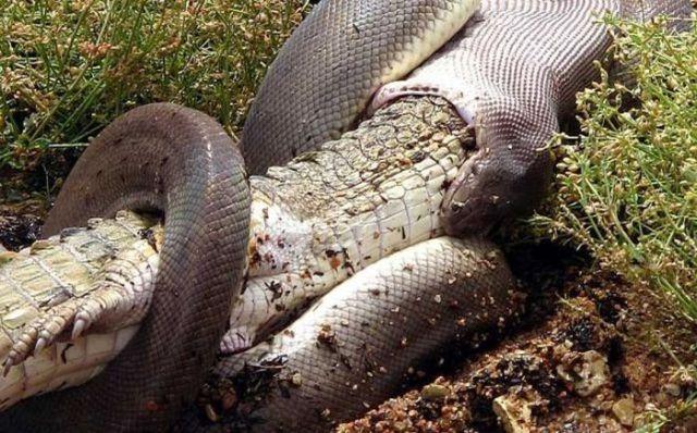 1995安徽巨蟒渡劫，有谁听说过下雨打雷天，大蛇被雷击的事