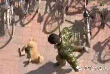 流浪狗和流浪猫精彩片段:为什么有那么多的流浪狗、流浪猫，却没见过流浪猪？