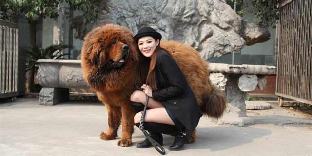 食蟹狐属:熊科动物与犬科动物在进化学上有关连吗？