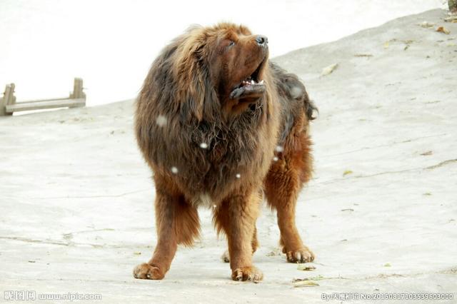 食蟹狐属:熊科动物与犬科动物在进化学上有关连吗？