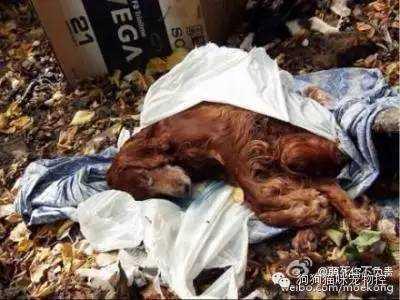 男孩被迫娶狗为妻:我离过婚，还有一个孩子，为什么还是有那么多男人追求我？