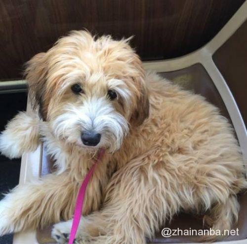 串串狗生出来都长什么样