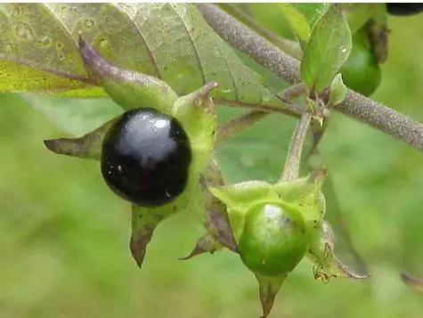 花叶万年青 有毒:花叶万年青怎样盆栽和管理？