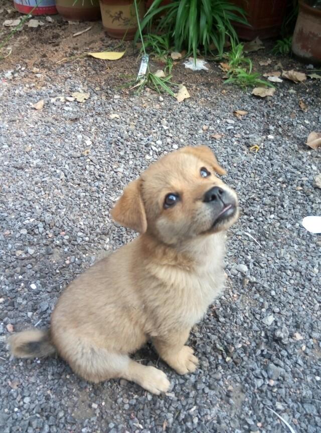 银狐犬图片:银狐犬便秘吃白菜吗，银狐犬便秘喂白菜管用吗？