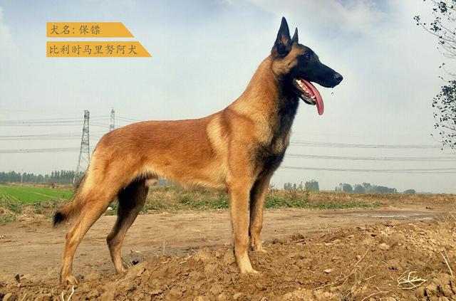 拉布拉多图片 警犬:最不适合做警犬的四种狗，二哈上榜情理之中，但土狗为何也上榜？