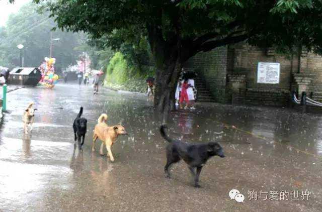 流浪狗和流浪猫精彩片段:为什么有那么多的流浪狗、流浪猫，却没见过流浪猪？