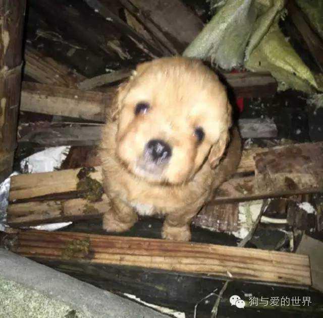 流浪狗和流浪猫精彩片段:为什么有那么多的流浪狗、流浪猫，却没见过流浪猪？