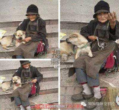 男孩被迫娶狗为妻:我离过婚，还有一个孩子，为什么还是有那么多男人追求我？