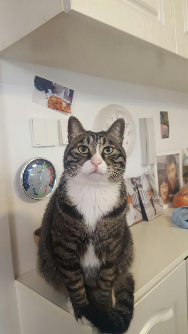 头条问答 世界上最美的猫长什么样 花生毛豆猫的回答 0赞