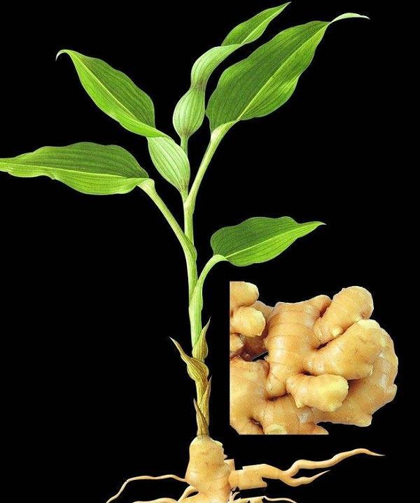 头条问答 种带芽的姜 怎样种最快 最省事 6个回答