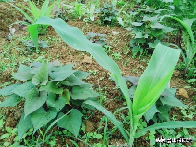 秋田蕗种植技术:水稻栽培高产技术在哪几个环节？
