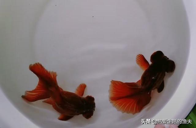 中国宠物俱乐部观赏鱼:中国传统金鱼的养殖现状如何？