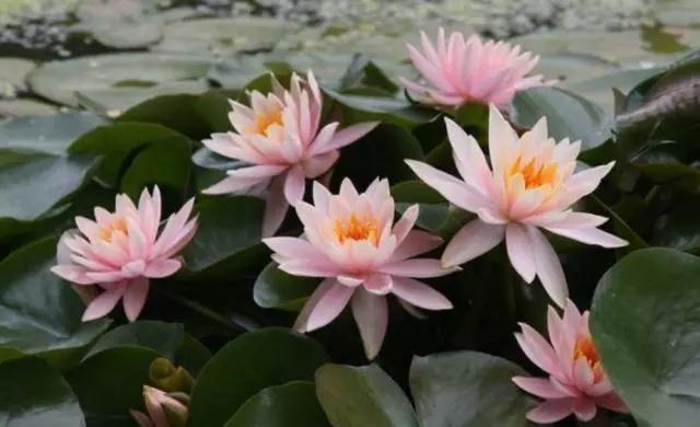 头条问答 怎样让缸养莲花年年开花 23个回答