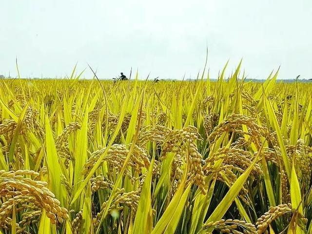 农村什么行业有前途性？