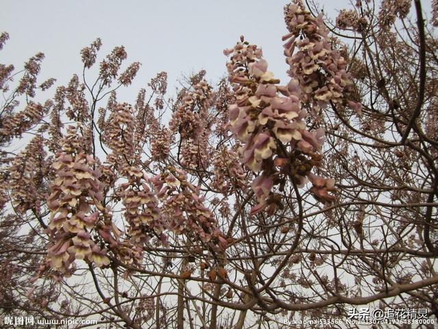 梧桐花的资料:求描写梧桐花的诗句、古文？