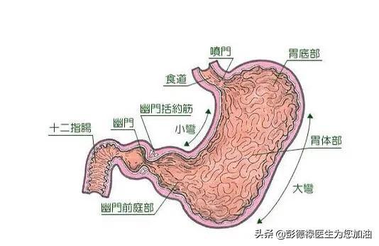 复方消化酶胶囊是胃动力药吗:经常性打嗝的原因是什么？偶尔还反流，什么办？