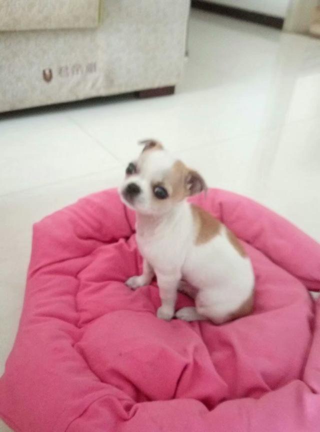 狗狗的种类和图片大全图片:热门犬种有哪些，它们有什么缺点？