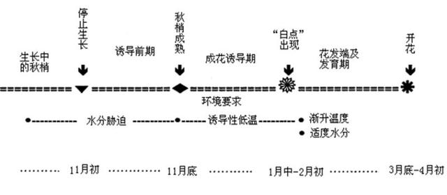 头条问答 为什么荔枝花带叶要杀除呢 11个回答