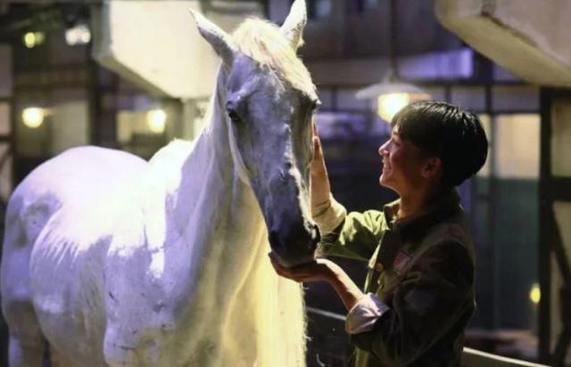 在电影八佰中那匹白马代表了什么