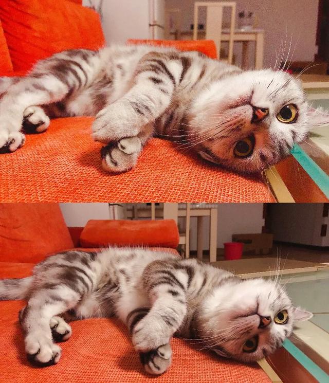 宠物猫品种大全及图片大全:想养猫，孩子较小，要养什么品种的猫，有什么注意事项？