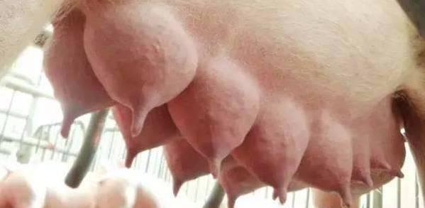 刘洋个人资料:二十头母猪生产出售仔猪算什么规模