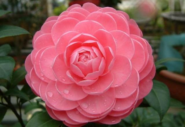 头条问答 茶花有几种品种 哪个最好 13个回答