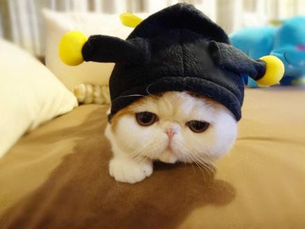 成都加菲猫高清图片:为什么越来越多人养加菲猫？
