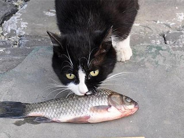 马恩岛猫问答:流浪猫为什么不吃馒头？它不是肚子饿吗？