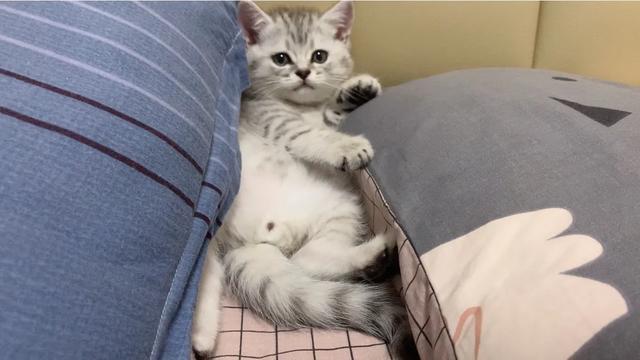 学知猫:在猫咪面前学猫叫，它到底能不能听懂？