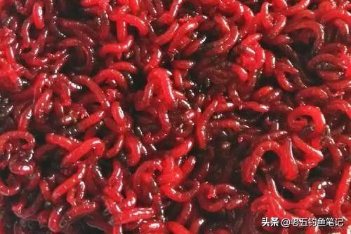 可以钓鱼红虫怎么养:红虫钓饵一年到头都可以用吗？