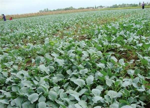 头条问答 - 青花菜春季如何栽培才能获得高产?(11个回答)