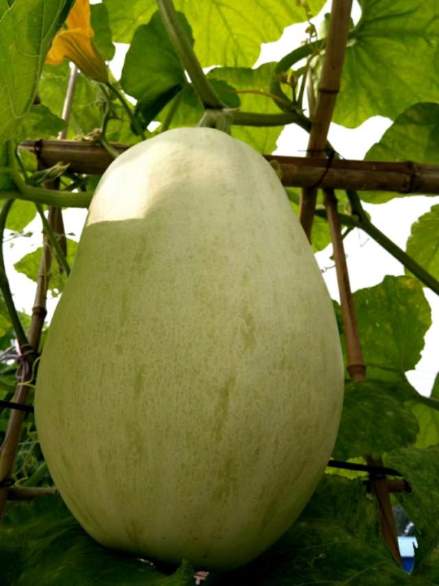 角瓜嫩的时候可以妙着吃,角瓜属寒性食物,一般嫩的时候放肉片和辣椒炒