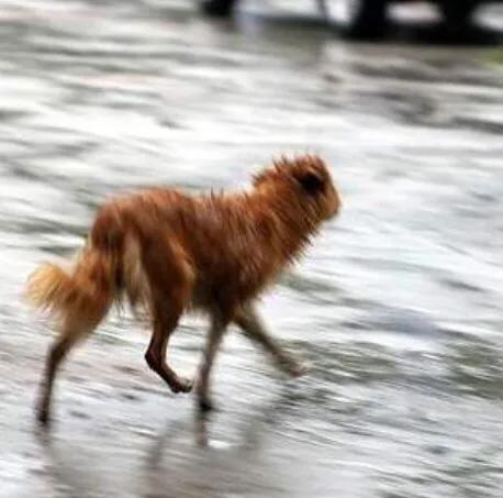救助犬的最后遗言:爱心人士呼吁财政拨款，在所有城市建设流浪狗救助基地，支持吗？