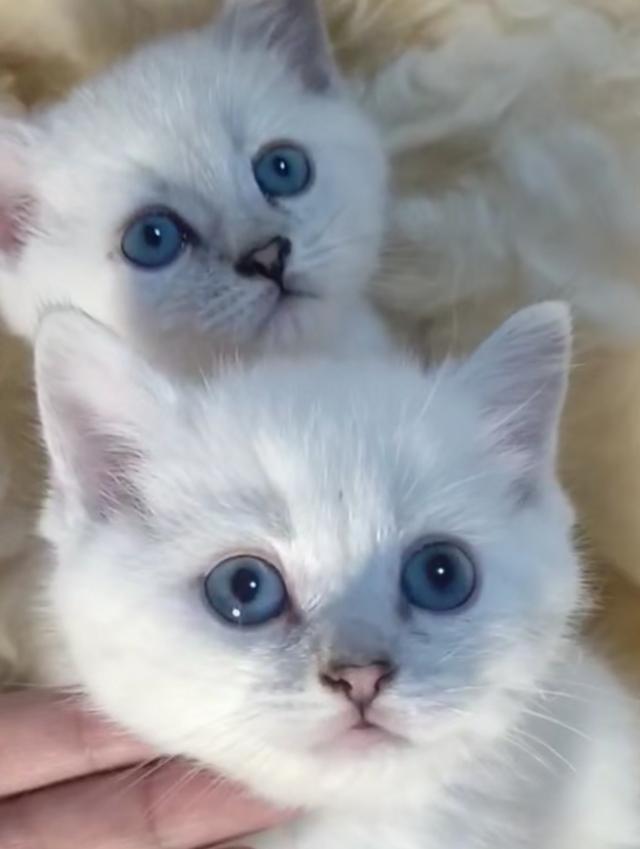 伯曼猫性格特点:伯曼猫性格特征 喜欢养猫的人性格一定很温柔吗？