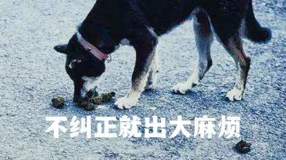 宠物知识问答:饲养幼犬时，主人要记住哪些事？