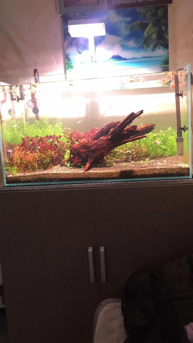 头条问答 请问荷兰缸用什么水草泥 1个回答