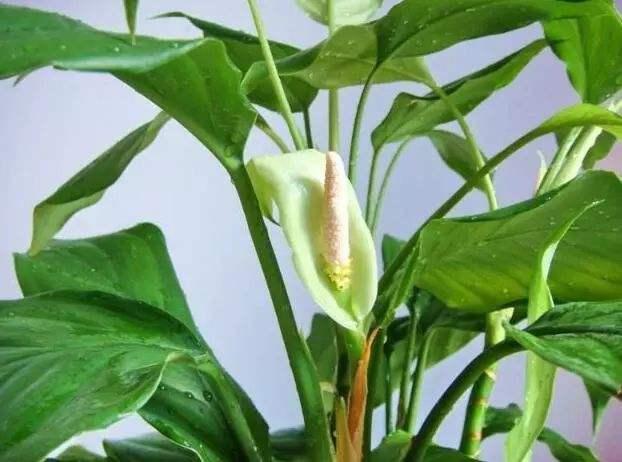 空间宠物奥斯卡鲜花:什么花不适合摆在家里养？因为影响健康？