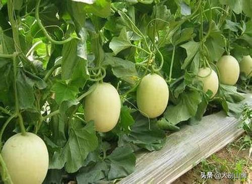 如何收瓜叶菊的种子:全部是雌蕊结瓜的黄瓜如何留黄瓜种子？
