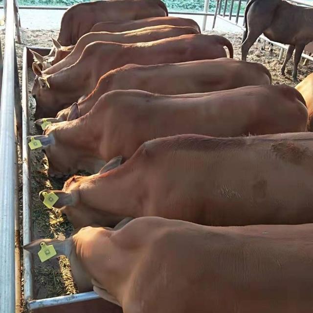 磺胺间甲氧嘧啶钠犊牛用量:初生牛犊用什么可以提高成活率？