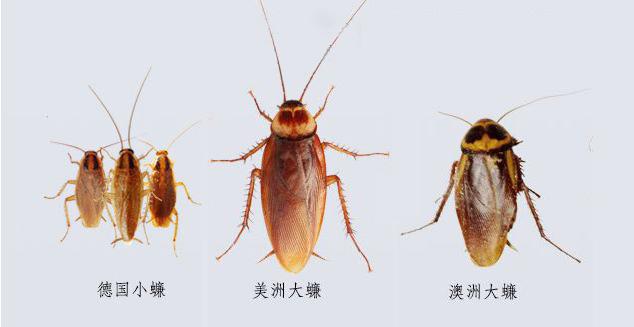 蟑螂吃什么:蟑螂吃什么会死掉 我们这儿把蟑螂称为偷油婆，因为它一生油，它到底吃什么？