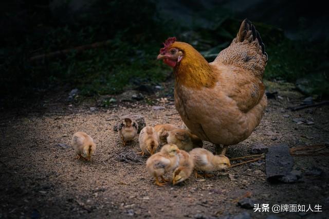 家里如果有一个鸡娃,会影响夫妻关系吗？